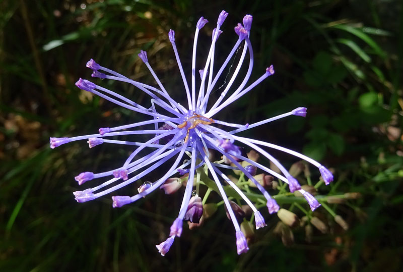 Muscari comosum - Asparagageae